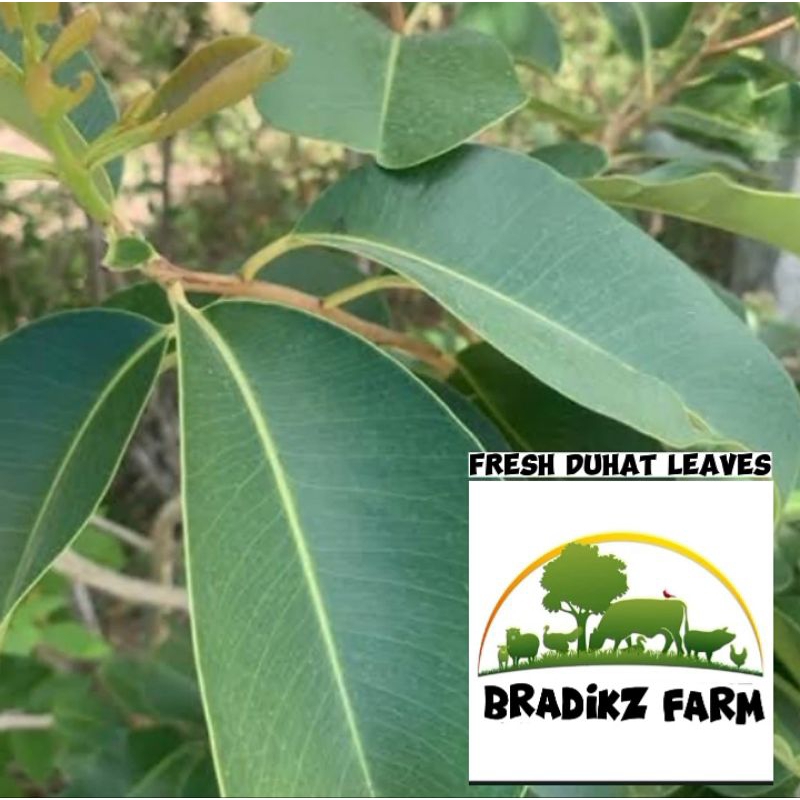 fresh duhat leaves (10leaves/pack) | Shopee Philippines