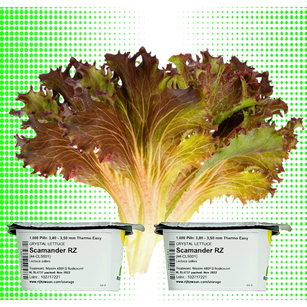 SCAMANDER RZ lettuce seeds by RZ plus with free RZ seeds | Shopee ...
