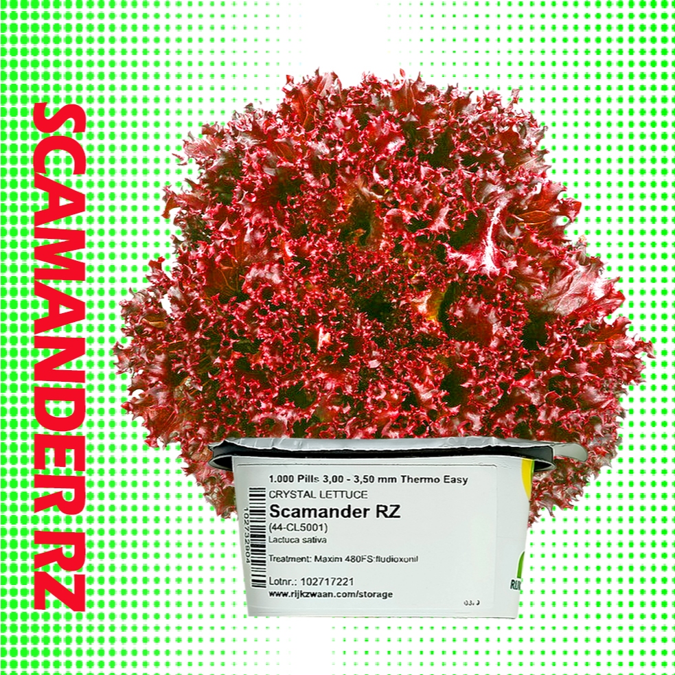 SCAMANDER RZ lettuce seeds by RZ plus with free RZ seeds | Shopee ...