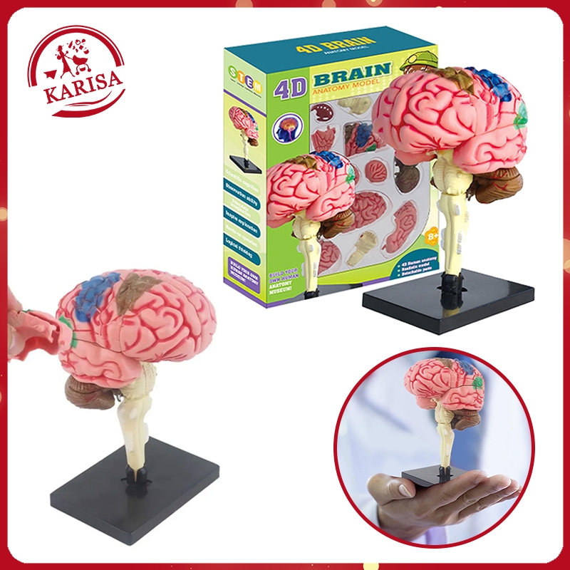 Kid Montessori Science Brain DIY Model Toy Assembled Teaching Tool Kids ...