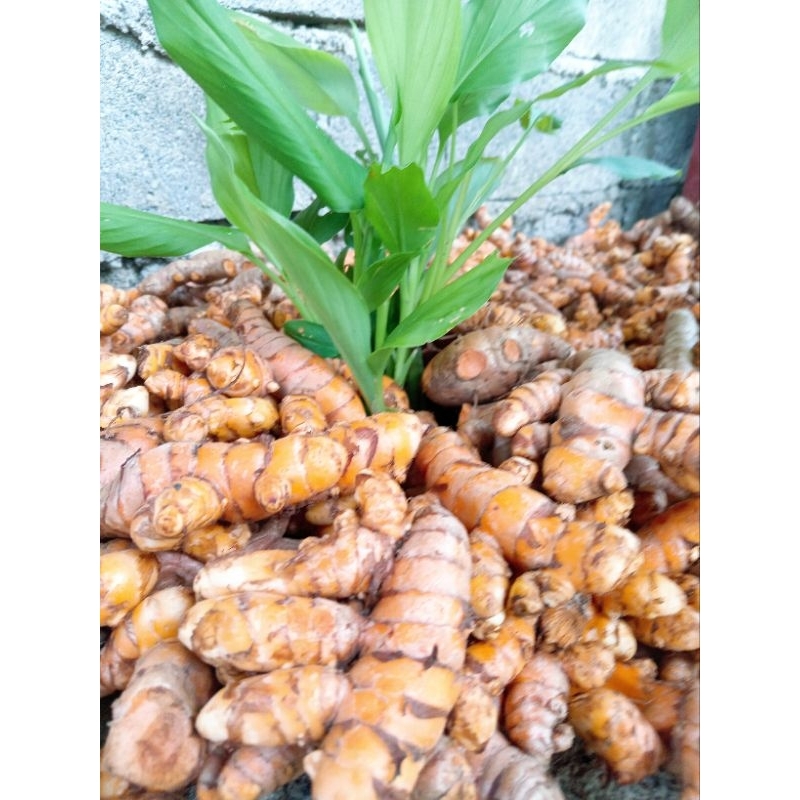 1kg Turmeric/Luyang dilaw | Shopee Philippines