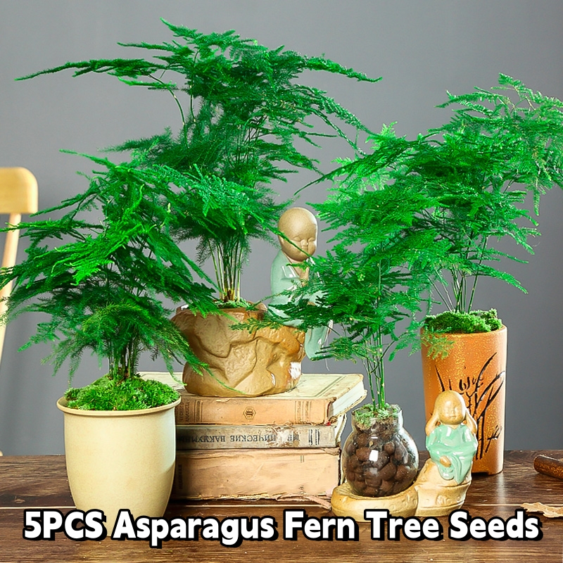 5Pcs/Pack Asparagus Fern Tree Seeds/Easy To Grow Evergreen Indoor