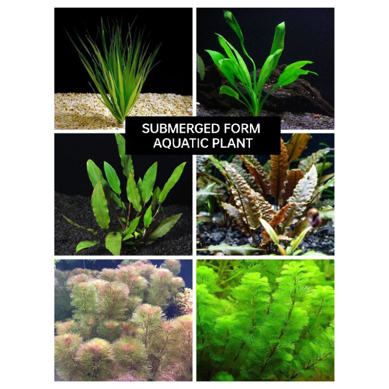 submerged form red/green cabomba ,amazon sword, cryptocoryne wendtii