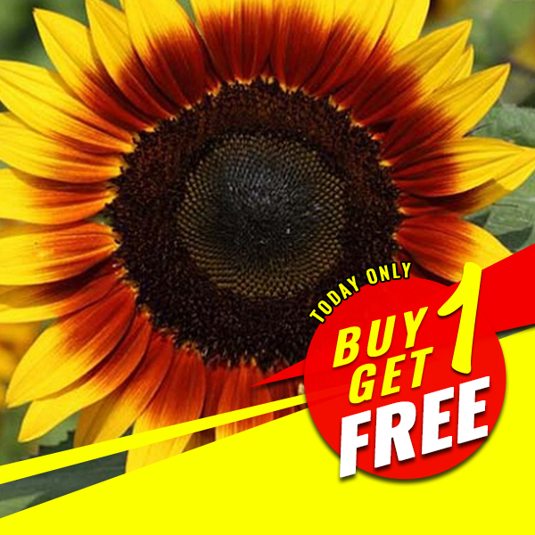 Sunflower Seeds - Fire Catcher Sunflower Seeds - Ring of Fire Sunflower ...