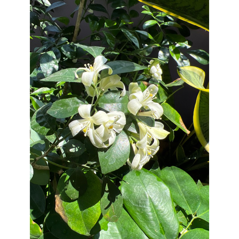 Kamuning Murraya Panniculata Orange Jasmine 4ft flowering size | Shopee ...