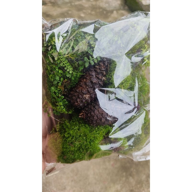 terrarium accessories/decorations Shopee Philippines