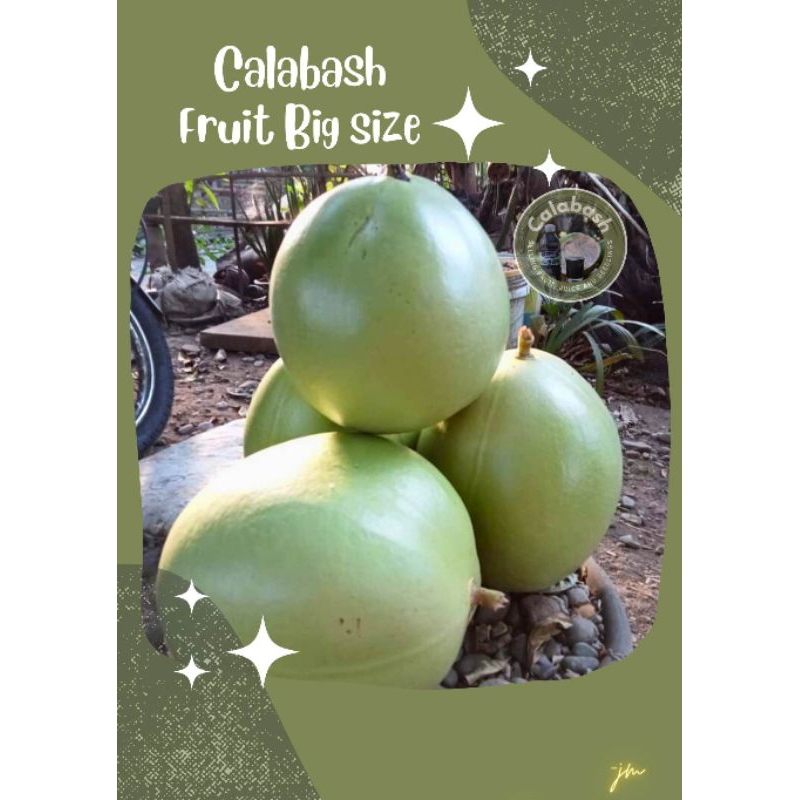 CALABASH FRUIT/ MIRACLE FRUIT LARGE FRUIT Shopee Philippines