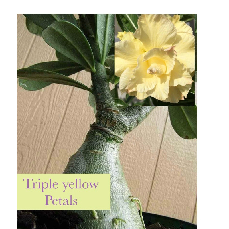 Grafted Triple petals Plants Adeniium Flower Rare yellow | Shopee ...