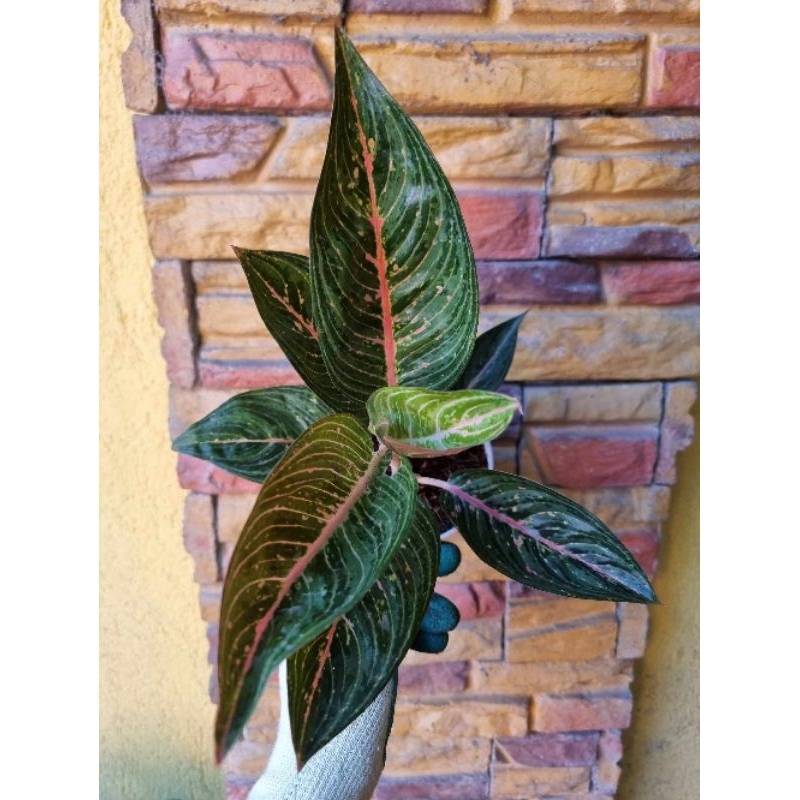Aglaonema Black Legacy | Shopee Philippines