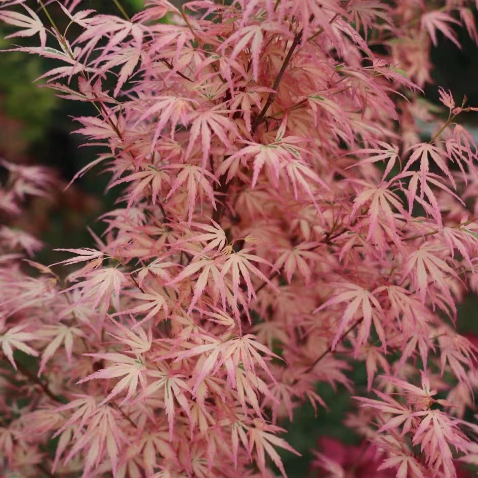 Private customization of rare maple tree varieties, find customer ...