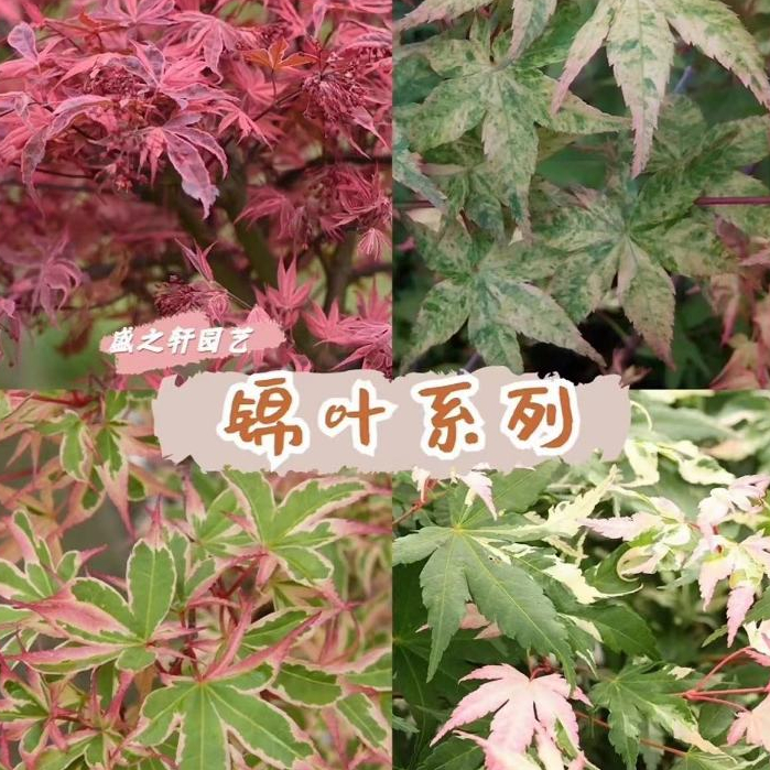 Private customization of rare maple tree varieties, find customer ...
