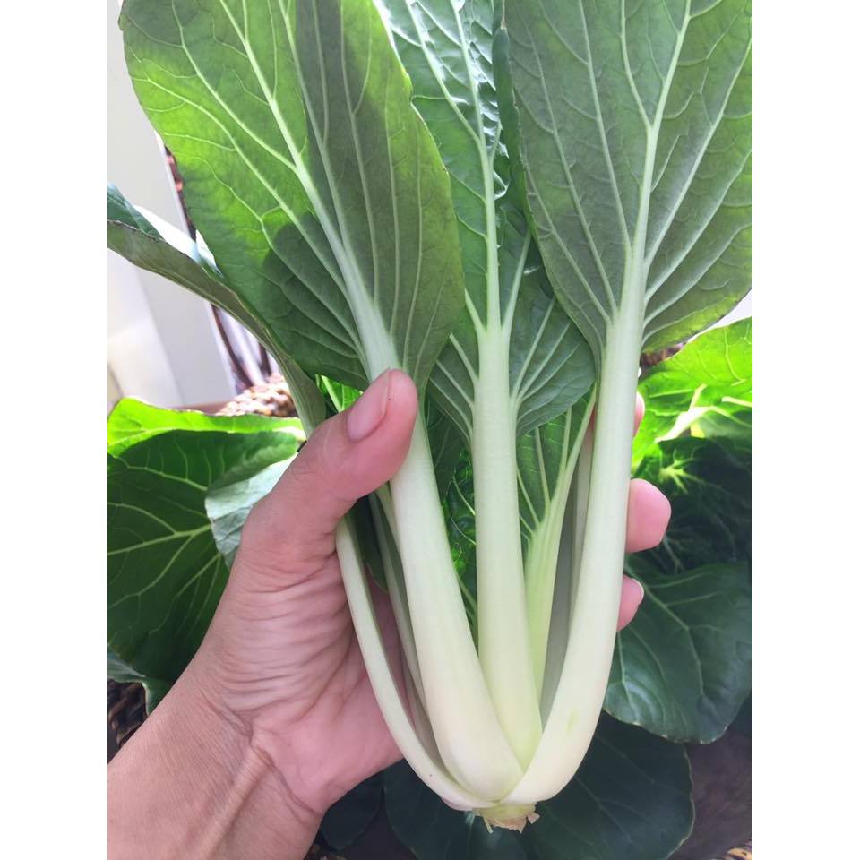 HARI DIGMA PECHAY SEEDS (1,350 SEEDS) - FOR PLANTING/EASY TO GROW ...