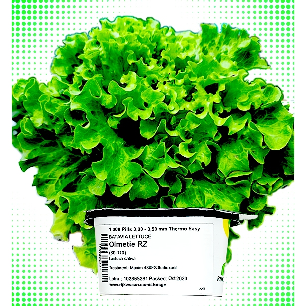 Olmetie Pelletized Lettuce Seeds by Rijk Zwaan Green Batavia 1,000