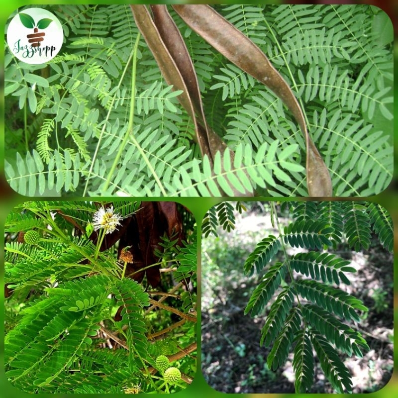 Dahon Ng Ipil Ipil 1kilo Fresh Ipil Ipil leaves LUZON BUYERS ONLY ...