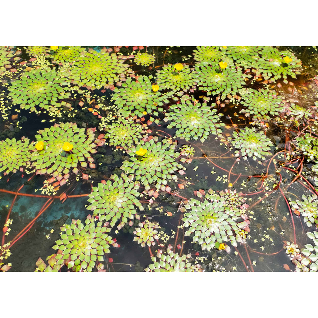 floating aquarium plant hornwort, hydrillia, guppy grass, cabomba