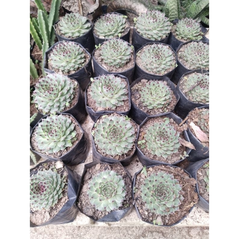 cutix succulent'/ cutix ( garden decor ) | Shopee Philippines