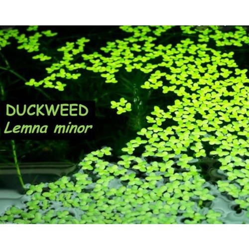 Duckweed Floating Aquatic Plant | Shopee Philippines