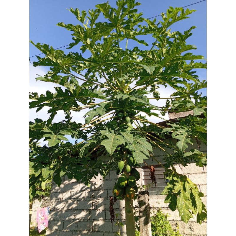 dahon ng papaya (fresh papaya leaves) 15 pesos per piece Shopee