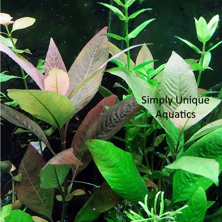 View of Hygrophila Corymbosa Compact Aquatic Plant | Shopee Philippines