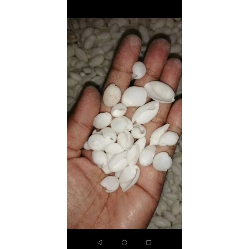 Real Seashell ll Bubbles ll Cylindrical Ayts ll 100g | Shopee Philippines