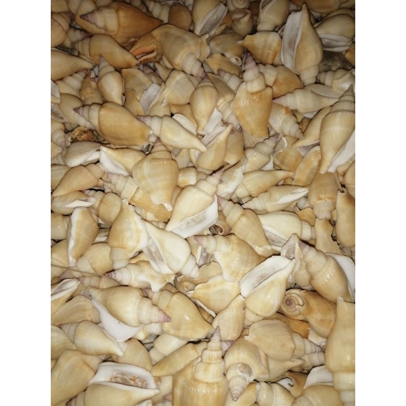 Real Seashell l Bulagsik l 500 g l 1kg | Shopee Philippines