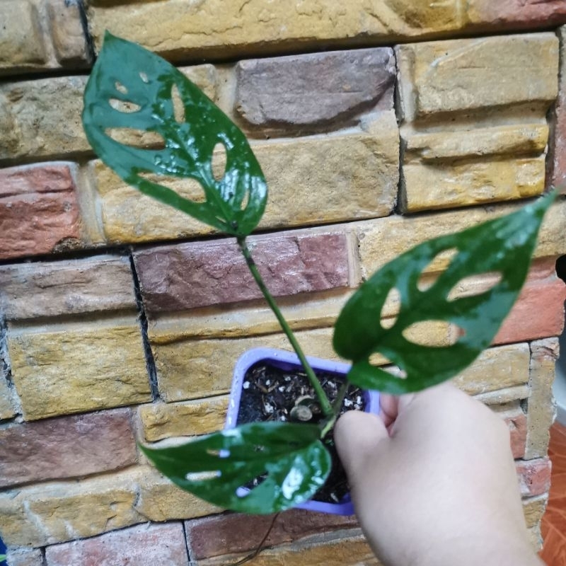 Monstera Blanchetii | Shopee Philippines