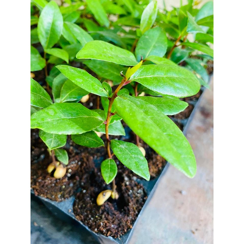 laurel/ bayleaf seedlings Shopee Philippines