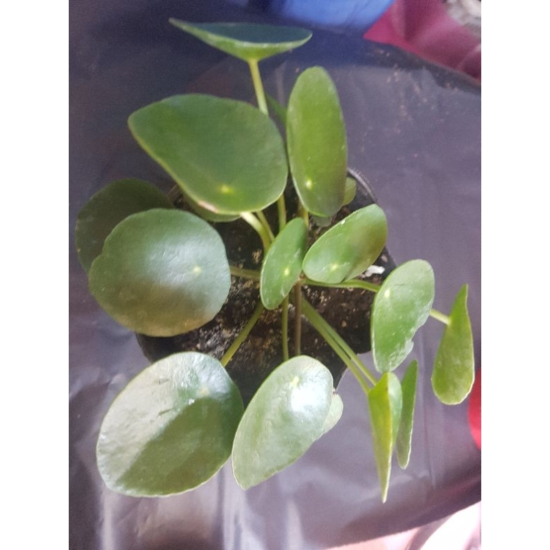 pilea peperomioides chinese money Attractor | Shopee Philippines