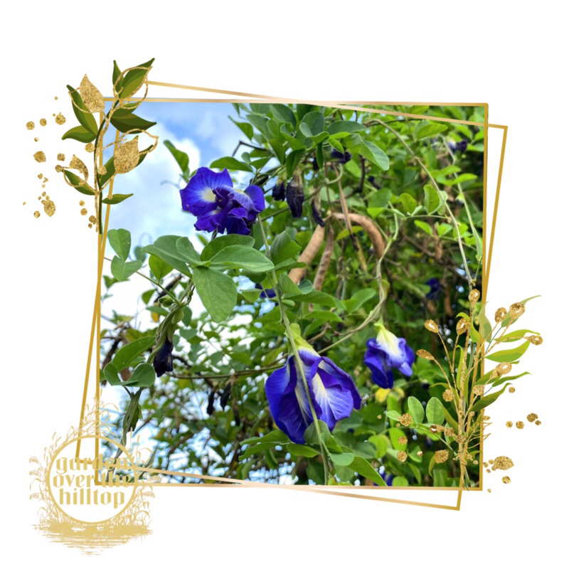 butterfly pea/blue ternate seeds double triple petals | Shopee Philippines