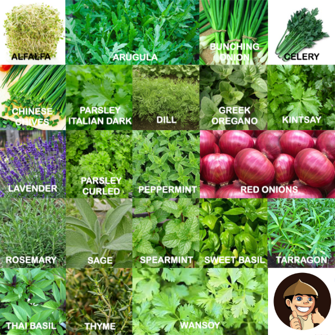 Herbs Seeds Sweet Basil Kintsay Celery Parsley Wansoy Chives