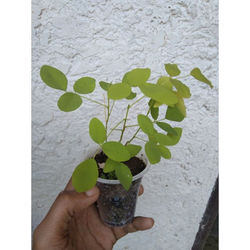 Golden Legume korean tree S 3 3 D L I N G | Shopee Philippines