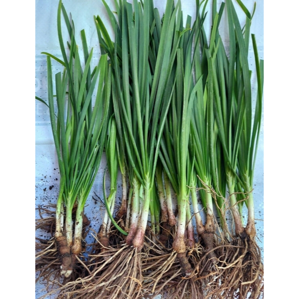 SUPER SALE !!! CHIVES ROOTED SEEDLING | Shopee Philippines