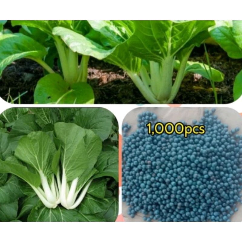 Pechay Seeds for planting (Approx 1000 seeds) certified seeds | Shopee ...