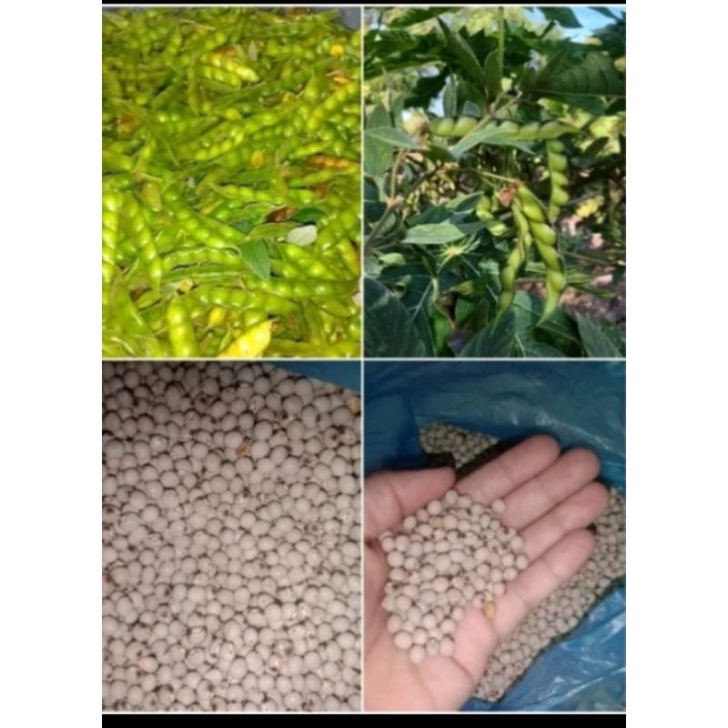 kardis white seeds/ kadyos seeds pigeon pea for planting (15 seeds ...