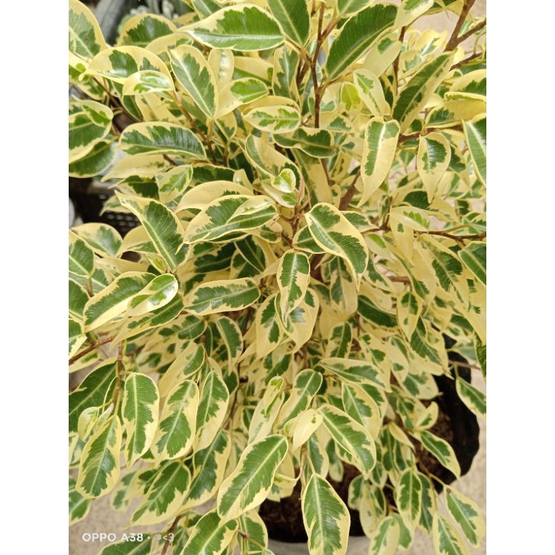 Ficus Benjamina Variegata 