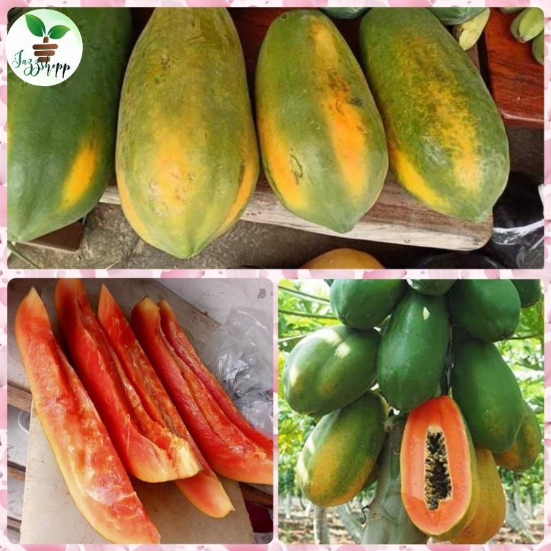 Dwarf Red Papaya Seeds For planting New harvest(10Seeds) | Shopee ...