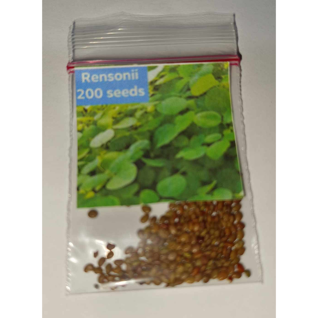 Rensonii 200 seeds Forage Seeds/Desmodium cinereum seeds for livestock ...