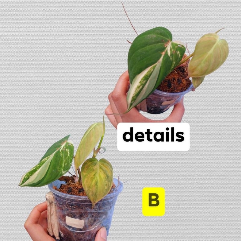 Philodendron Pink micans (PINK VAR NOT VISIBLE) | Shopee Philippines
