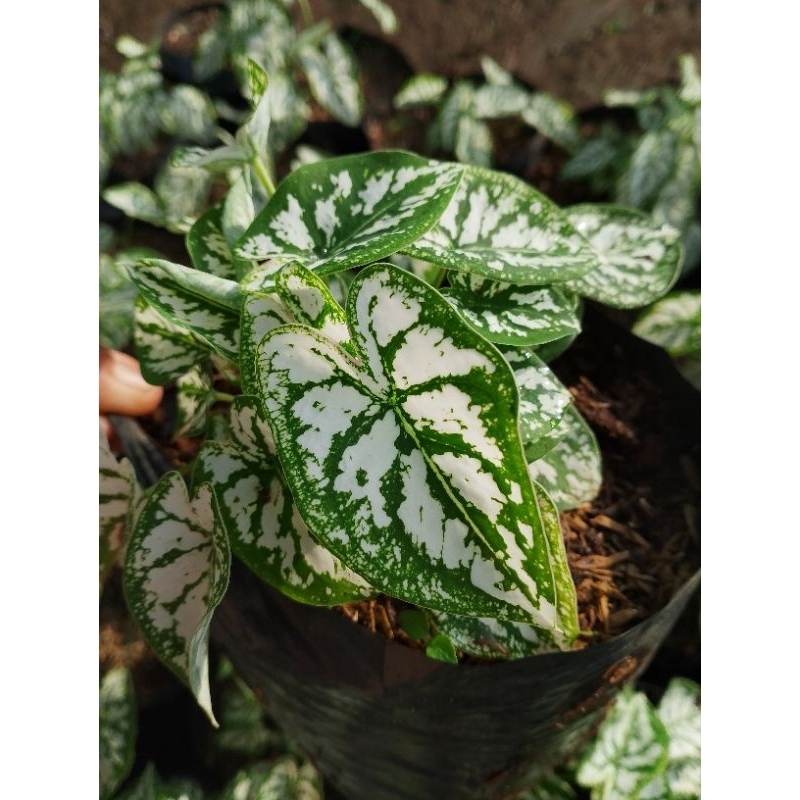 Khingpaul12 Vegetable and Herbs seeds Mini Dwarf White caladium ...