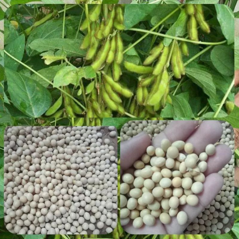 soybean Seeds for Planting Shopee Philippines