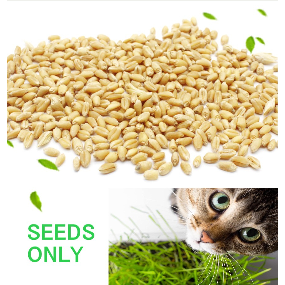 Cat Grass Seeds For Microgreens 168g (WHEAT/BARLEY/OATS/RYE) Shopee