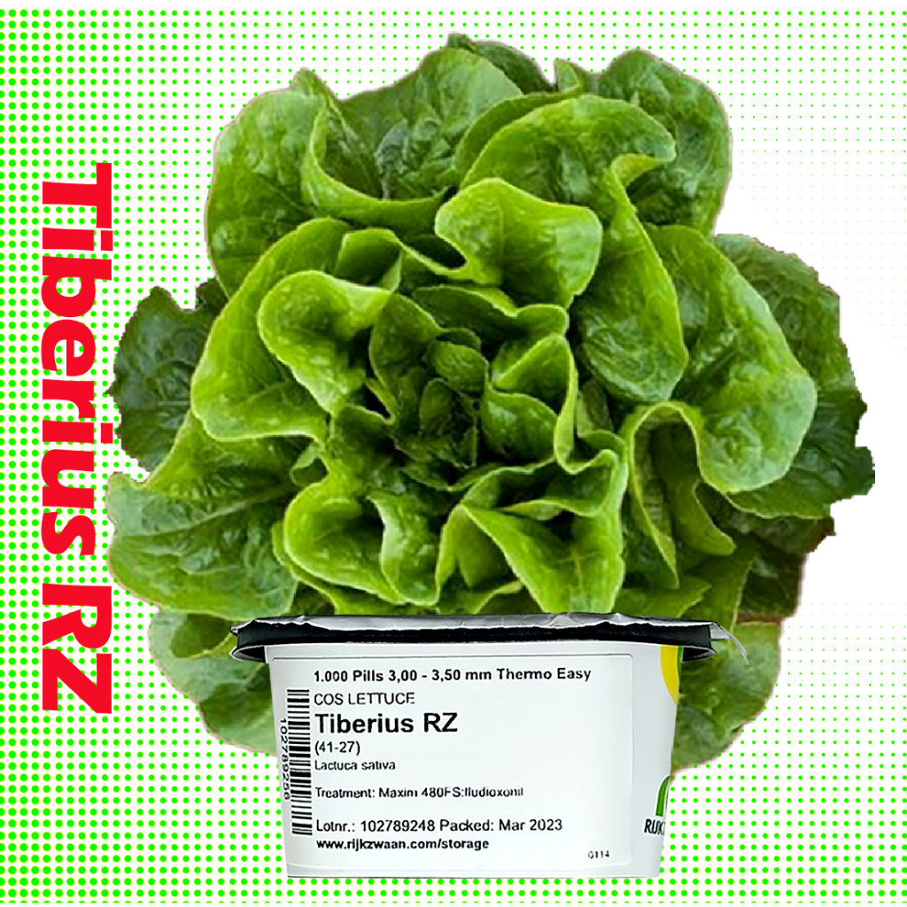 TIBERIUS RZ (41-27) seeds (ORIGINAL PACK) with free SCAMANDER | Shopee ...