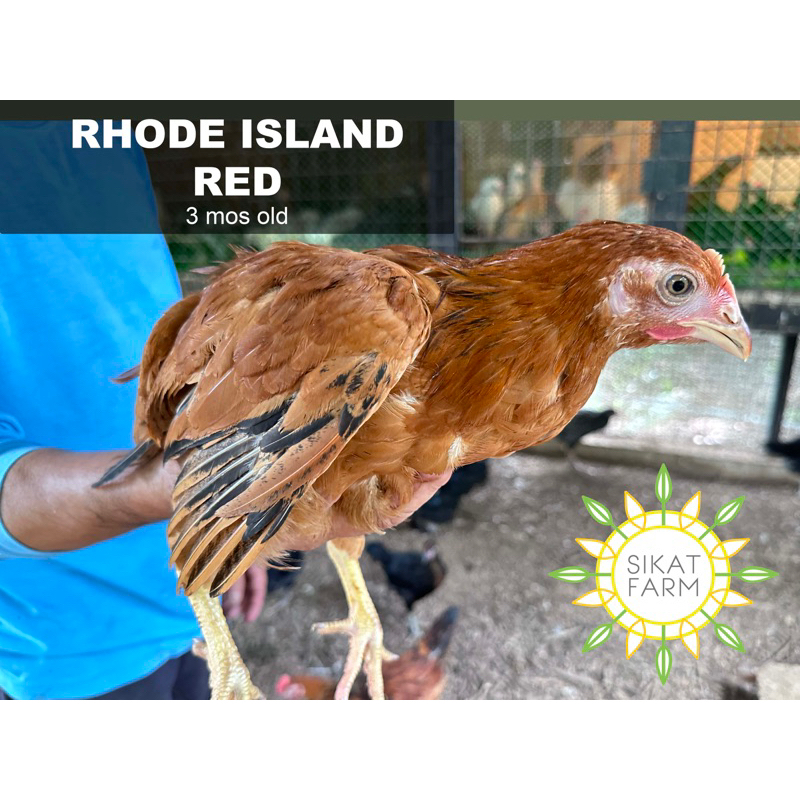 Rhode Island Red Fertile eggs 6pcs Shopee Philippines