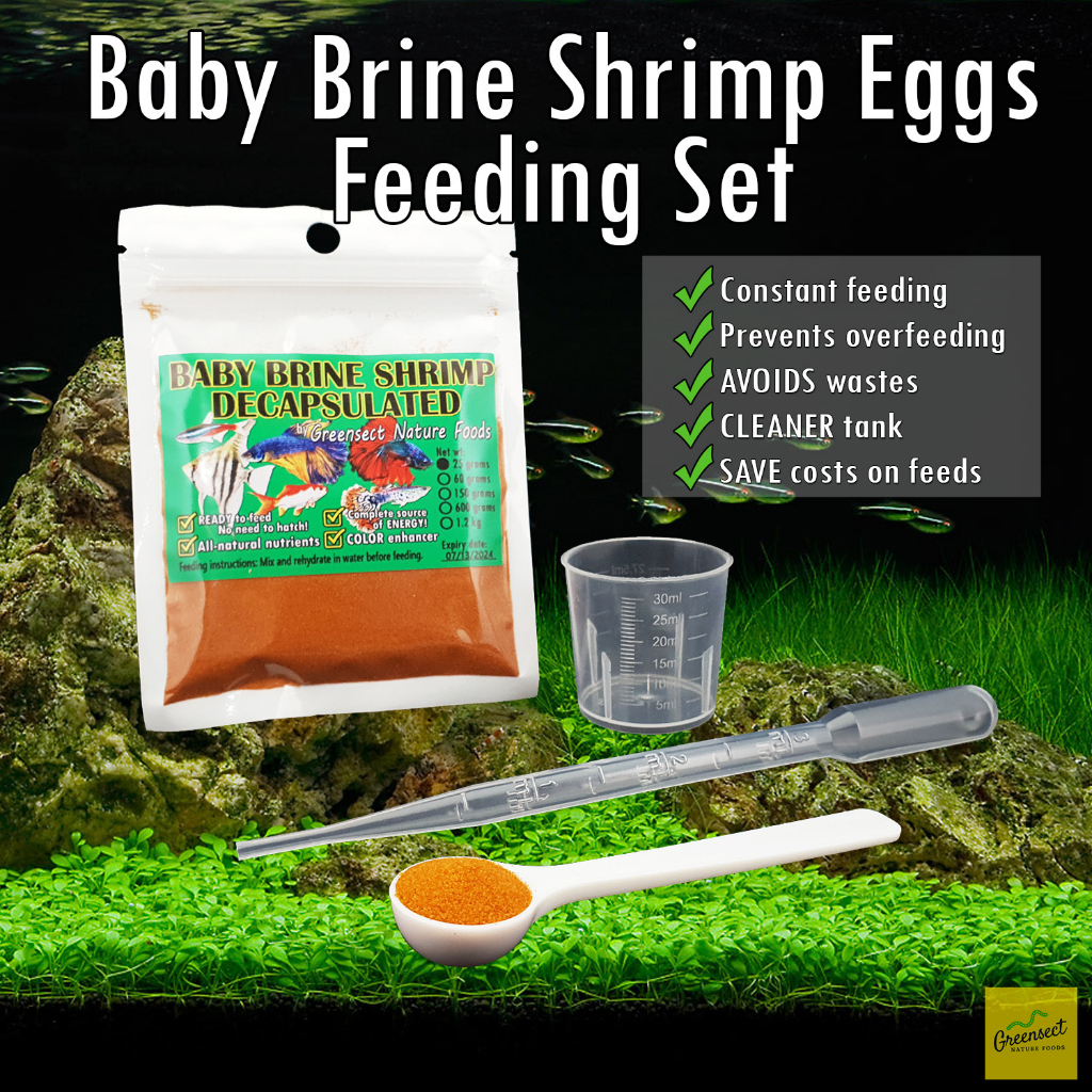 Feeding baby brine shrimp best sale