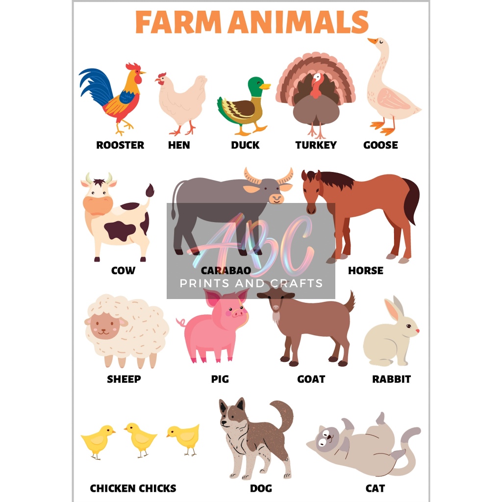 Laminated A4 Educational Wall Chart (FARM ANIMALS) | Shopee Philippines