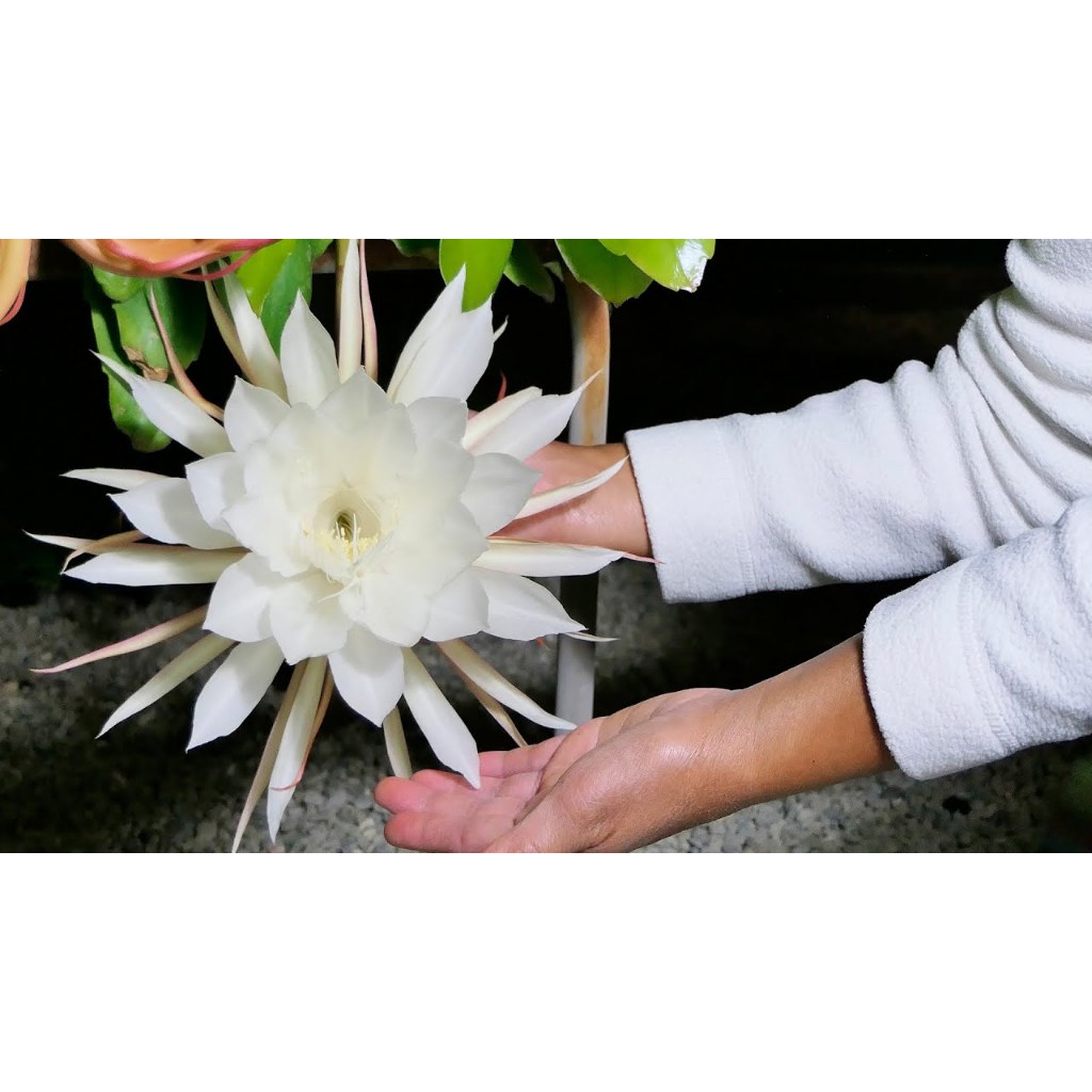 Queen of the night (Epiphyllum Oxypetalum), blooms only once at midnight  for a few hours, then the flower drops, Philippines Stock Photo - Alamy