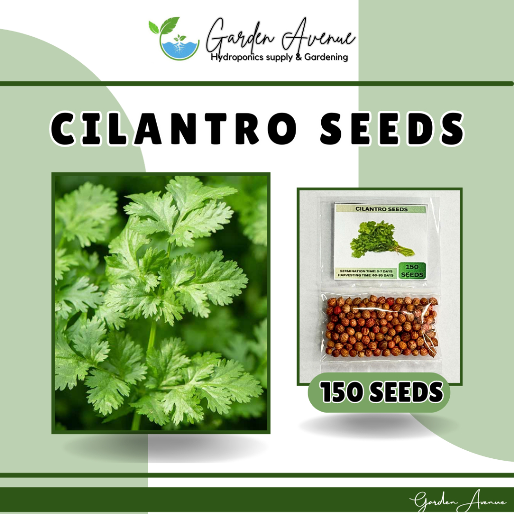CILANTRO/CORIANDER/WANSOY (150 SEEDS) HERBS/EASY TO PLANT/HIGH