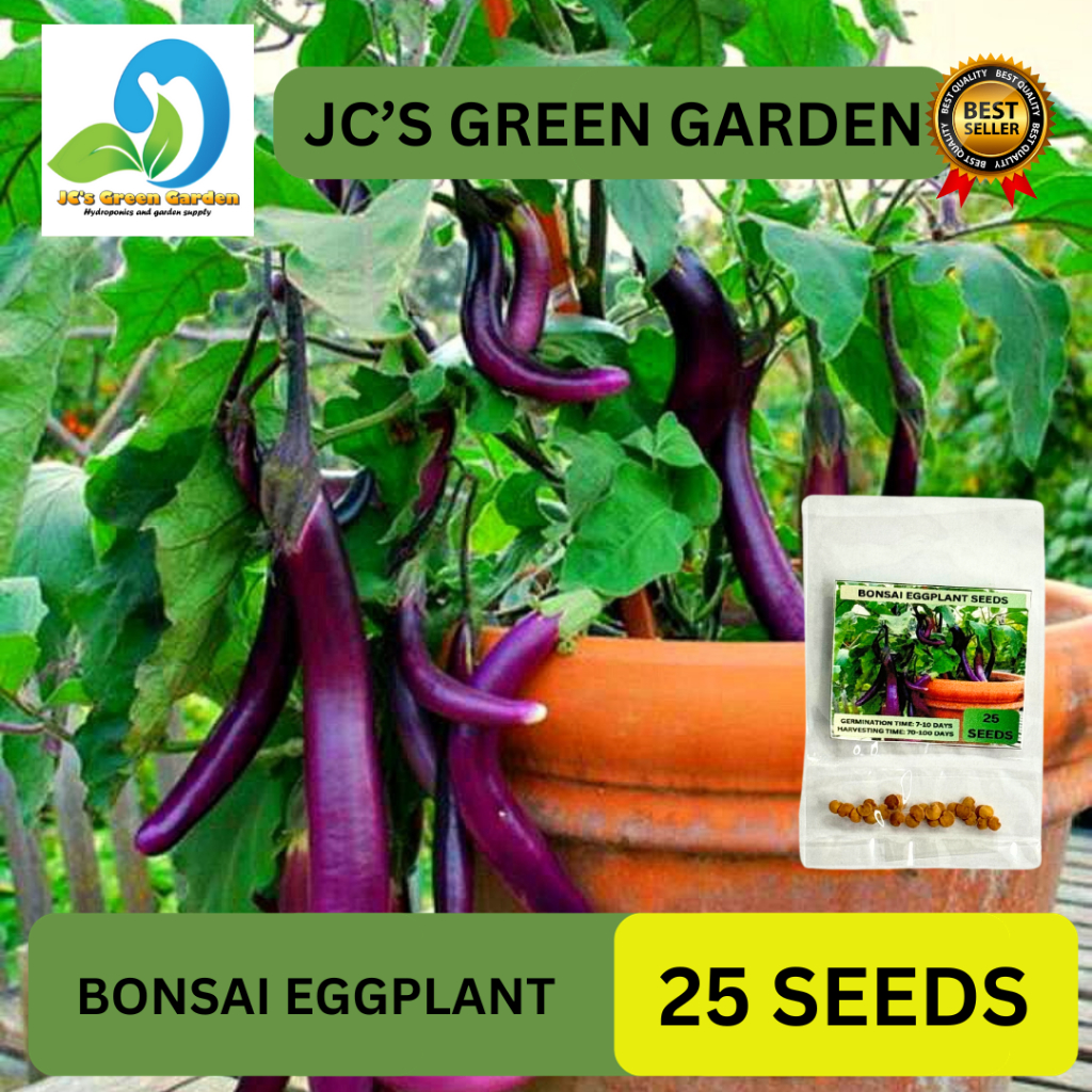 (25 SEEDS) BONSAI LONG EGGPLANT SEEDS/FOR PLANTING/FOR POTS AND