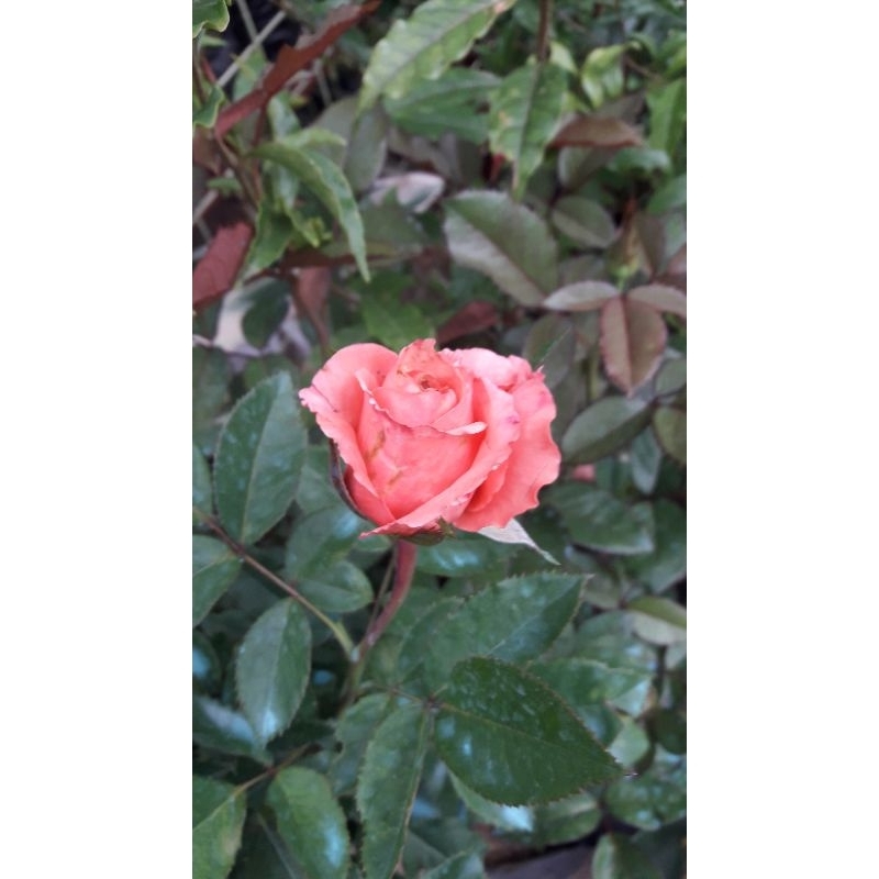 Japanese Pomelo Rose (collection) | Shopee Philippines