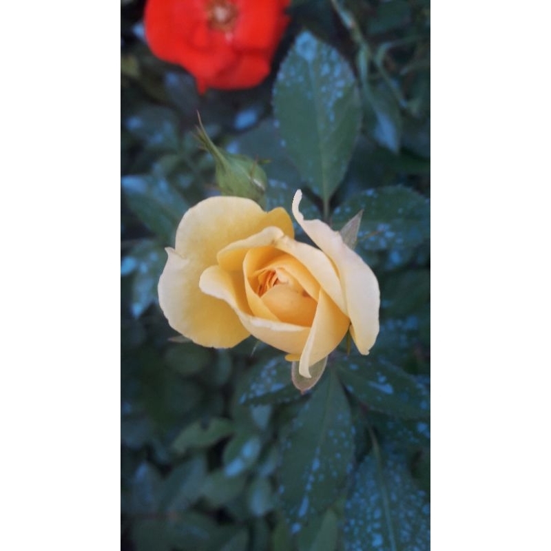 Yellow pitimini (rooted/smallpot) | Shopee Philippines